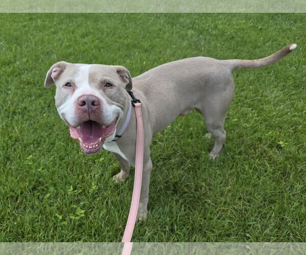 Medium Photo #2 American Pit Bull Terrier-Unknown Mix Puppy For Sale in Millersville, MD, USA