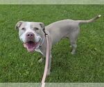 Small #1 American Pit Bull Terrier Mix