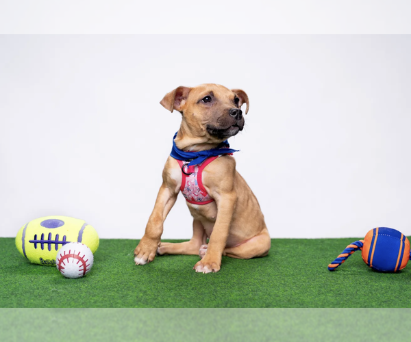 Medium Photo #8 Mutt Puppy For Sale in New York, NY, USA