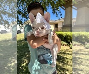 French Bulldog Puppy for sale in BEAUMONT, CA, USA