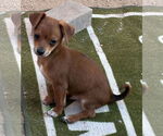 Small #2 Chihuahua