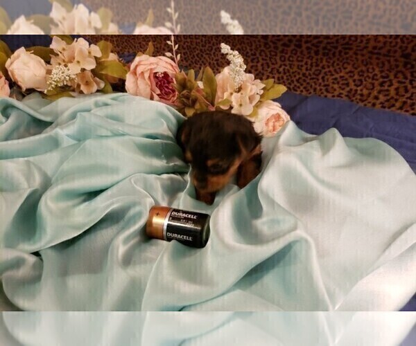 Medium Photo #15 Yorkshire Terrier Puppy For Sale in ARLINGTON, TX, USA