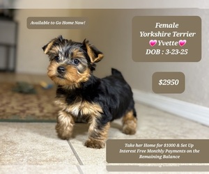 Yorkshire Terrier Puppy for sale in TUCSON, AZ, USA