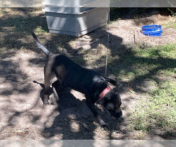 Medium Photo #1 Labrador Retriever-Unknown Mix Puppy For Sale in Ocala, FL, USA