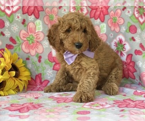 Goldendoodle (Miniature) Puppy for sale in LANCASTER, PA, USA