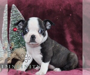 Boston Terrier Puppy for sale in PORT ROYAL, PA, USA