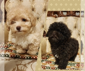 Poodle (Toy) Puppy for Sale in WINSTON SALEM, North Carolina USA