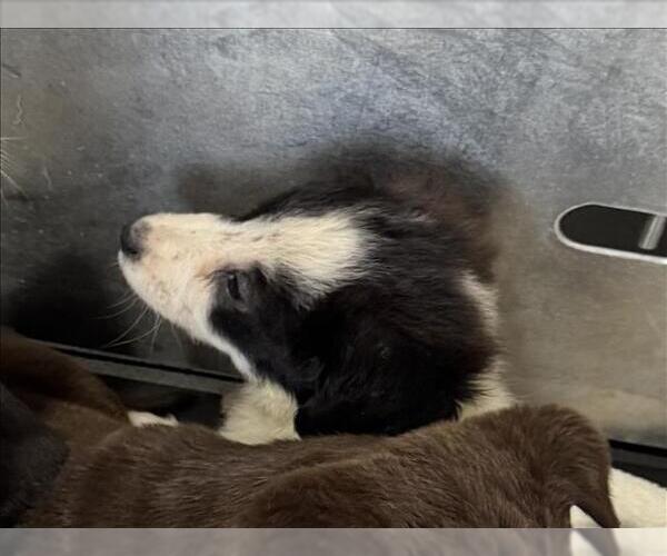 Medium Photo #1 Border Collie-Unknown Mix Puppy For Sale in Conroe, TX, USA