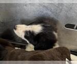 Small Border Collie Mix