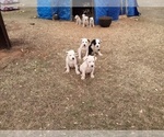 Small Photo #27 American Pit Bull Terrier-Labrador Retriever Mix Puppy For Sale in MOORESBORO, NC, USA