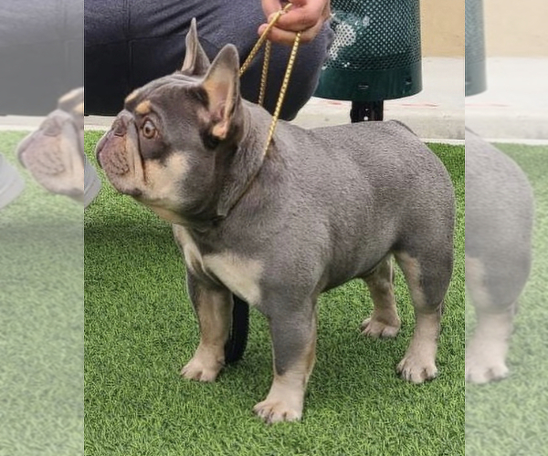 Full screen Photo #7 French Bulldog Puppy For Sale in OJAI, CA, USA