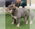 Small Photo #7 French Bulldog Puppy For Sale in OJAI, CA, USA