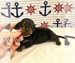 Small Photo #2 Dachshund Puppy For Sale in WINNSBORO, LA, USA