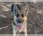 HUXLEY - Male German Shepherd Dog Dog for Adoption - Small photo