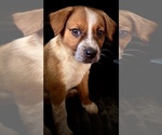 Small #2 Beagle