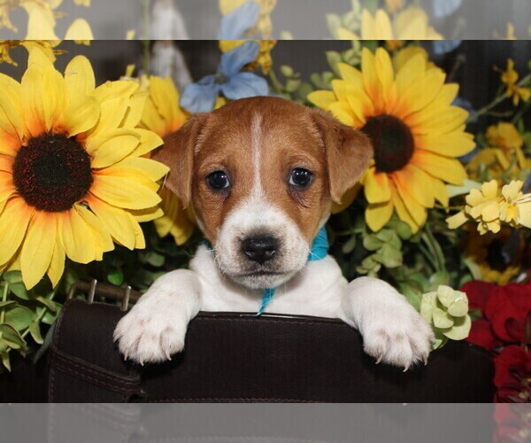 Medium Photo #1 Jack Russell Terrier Puppy For Sale in ANTLERS, OK, USA