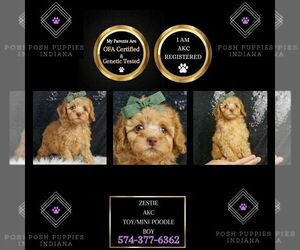 Poodle (Miniature) Puppy for sale in WARSAW, IN, USA