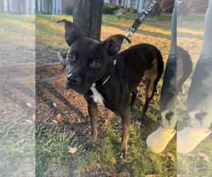 SUMMI - Female Labrador Retriever-Unknown Mix Dog for Adoption - Photo #4