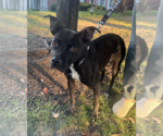 Small Photo #4 Labrador Retriever-Unknown Mix Puppy For Sale in Rockville, MD, USA