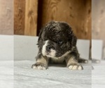 Small #3 English Bulldog