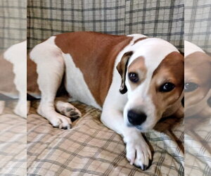 Patches - Female Beagle-Unknown Mix Dog for Adoption - Photo #3