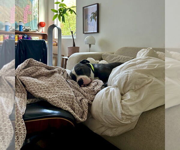 Medium Photo #6 American Staffordshire Terrier-Unknown Mix Puppy For Sale in San Juan Capistrano, CA, USA