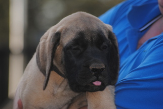 Mastiff Puppy for sale in OREGON HOUSE, CA, USA