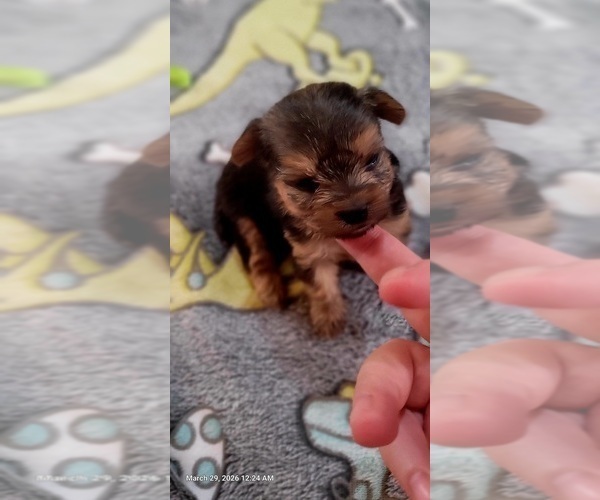 Medium Photo #295 Yorkshire Terrier Puppy For Sale in AKRON, OH, USA
