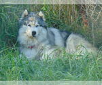 Small #5 Samoyed-Siberian Husky Mix