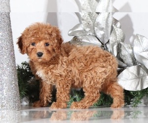 Poodle (Standard) Puppy for sale in MOUNT VERNON, OH, USA