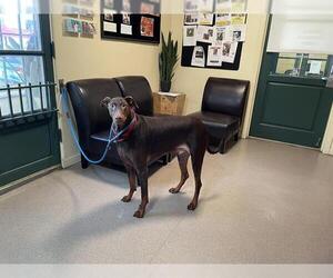 Doberman Pinscher Dogs for adoption in Pasadena, CA, USA