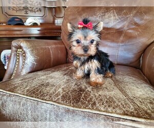 Yorkshire Terrier Puppy for sale in SANTA CLARITA, CA, USA