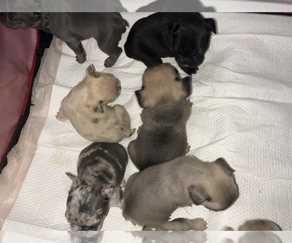 Medium Photo #6 French Bulldog Puppy For Sale in NEW BEDFORD, MA, USA