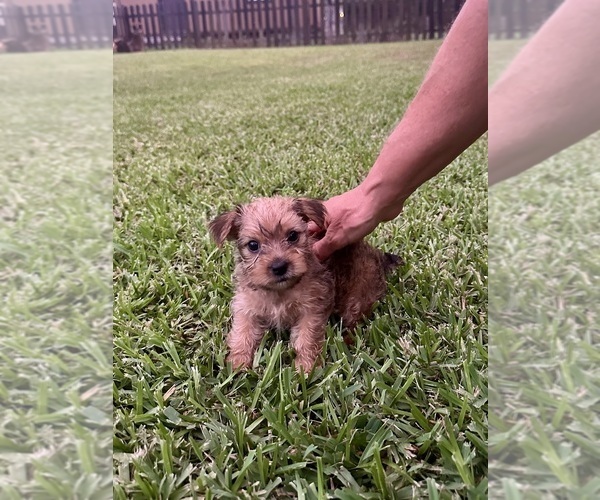 Medium Photo #4 Yorkshire Terrier Puppy For Sale in LA VERNIA, TX, USA