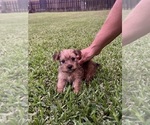 Puppy Ella Yorkshire Terrier