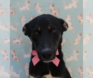 Labrador Retriever-Spaniel Mix Dogs for adoption in San Diego, CA, USA