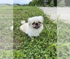 Pekingese Puppy for sale in TAHLEQUAH, OK, USA