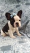 Small Photo #1 French Bulldog Puppy For Sale in EDEN, PA, USA