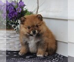 Small Photo #3 Pomeranian Puppy For Sale in EAST EARL, PA, USA
