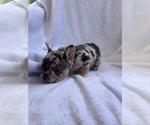 Small Photo #15 French Bulldog Puppy For Sale in NORTH MYRTLE BEACH, SC, USA