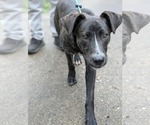 Small #15 American Staffordshire Terrier Mix