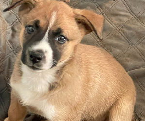 Labrador Retriever-Siberian Husky Mix Puppy for sale in SAN DIEGO, CA, USA