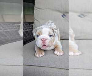 Medium Bulldog