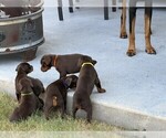 Small #5 Doberman Pinscher