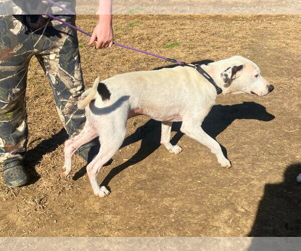 Medium Photo #6 Mutt Puppy For Sale in White Bluff, TN, USA