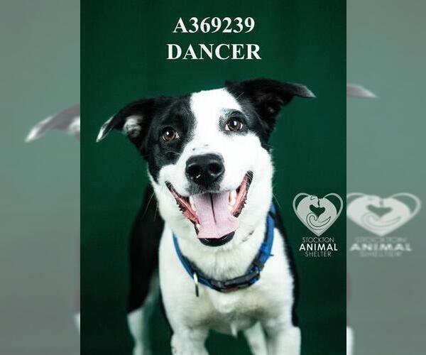 Medium Photo #1 Border Collie Puppy For Sale in Stockton, CA, USA