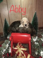 Goldendoodle Puppy for sale in HORSEHEADS, NY, USA