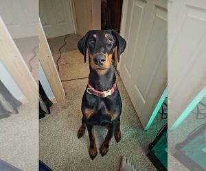 Mother of the Doberman Pinscher puppies born on 06/06/2026