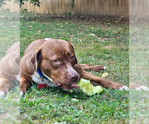 Medium Photo #38 Mutt Puppy For Sale in Mount Laurel, NJ, USA