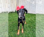 Small #14 Doberman Pinscher